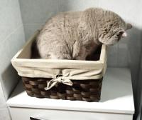 Основнаяdb11dd07-6a11-11eb-91b7-0cc47ae7d2a2000738865_original