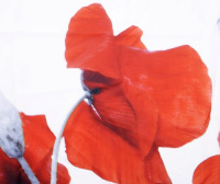 f96f0761-5d1a-11ea-91b7-0cc47ae7d2a2000698200_original